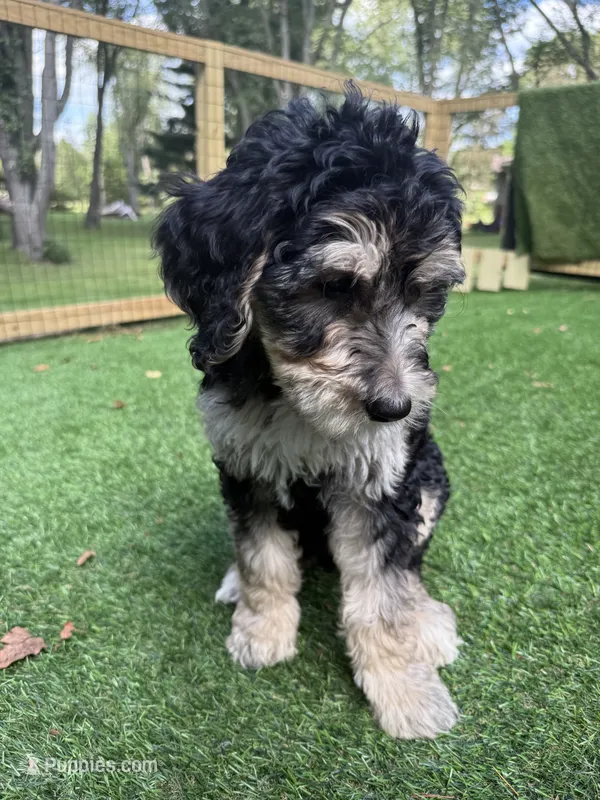 Bella  – Bernedoodle puppy for sale in Kalamazoo, MI