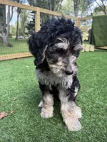 Bella , a female Bernedoodle for sale in Kalamazoo, MI – 1 of 1