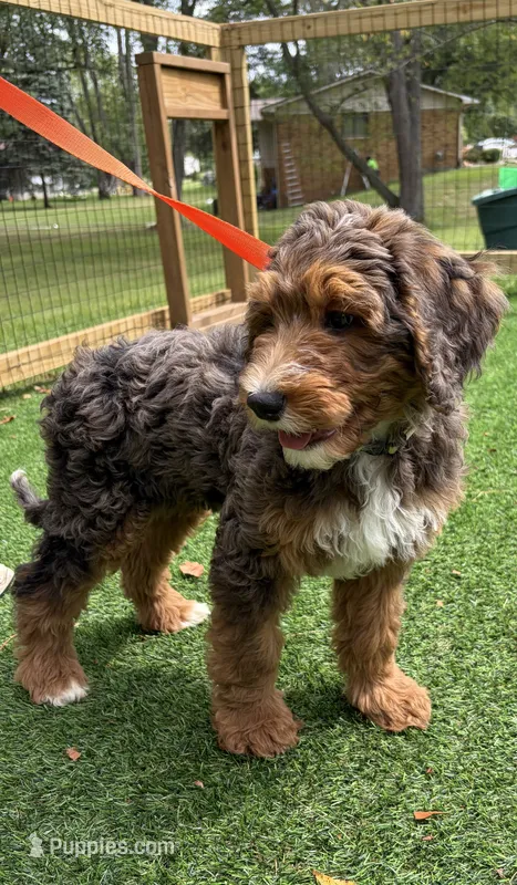 Chocolate  – Bernedoodle puppy for sale in Kalamazoo, MI