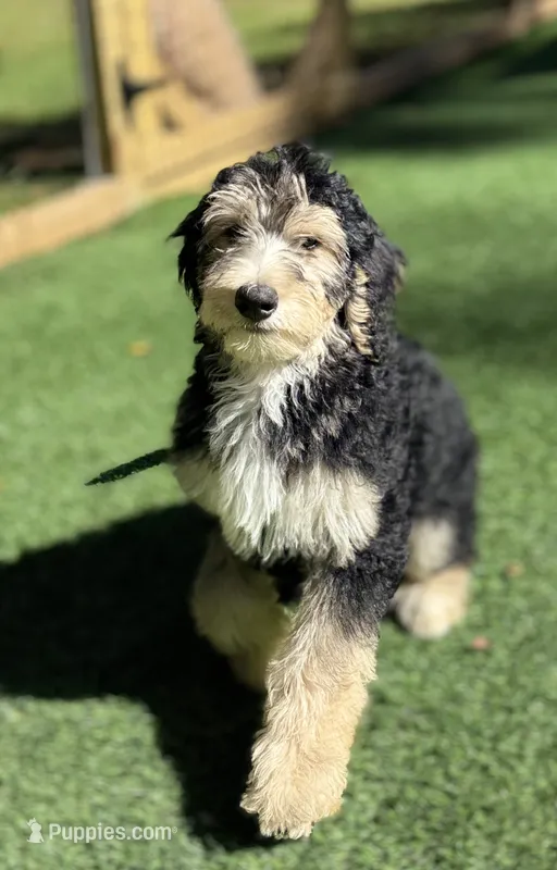 Bella  – Bernedoodle puppy for sale in Kalamazoo, MI