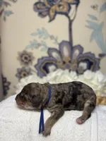 Blue, a male Bernedoodle for sale in Kalamazoo, MI – 2 of 2