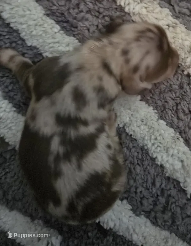 Chocolate dapple boy – Miniature Dachshund puppy for sale in Norris City, IL