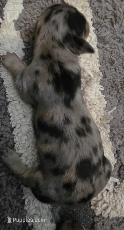 Dapple girl 1 – Miniature Dachshund puppy for sale in Norris City, IL
