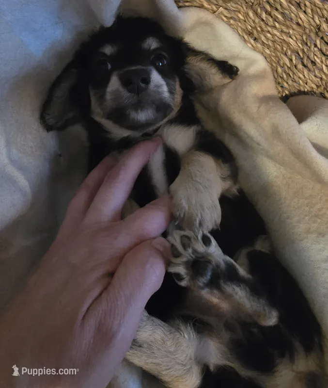 Lady's Black and cream piebald  – Miniature Dachshund puppy for sale in Norris City, IL