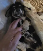 Lady's Black and cream piebald , a female Miniature Dachshund for sale in Norris City, IL – 1 of 6