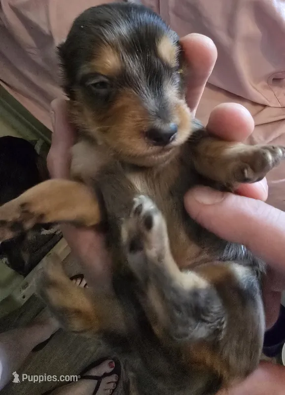 Dapple boy 1 – Miniature Dachshund puppy for sale in Norris City, IL