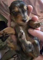 Dapple boy 1, a male Miniature Dachshund for sale in Norris City, IL – 1 of 4