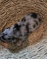 Dapple girl 1, a female Miniature Dachshund for sale in Norris City, IL – 2 of 4