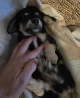 Lady's Black and cream piebald , a female Miniature Dachshund for sale in Norris City, IL – 6 of 6