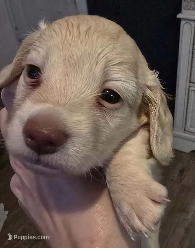Lady's cream piebald  – Miniature Dachshund puppy for sale in Norris City, IL