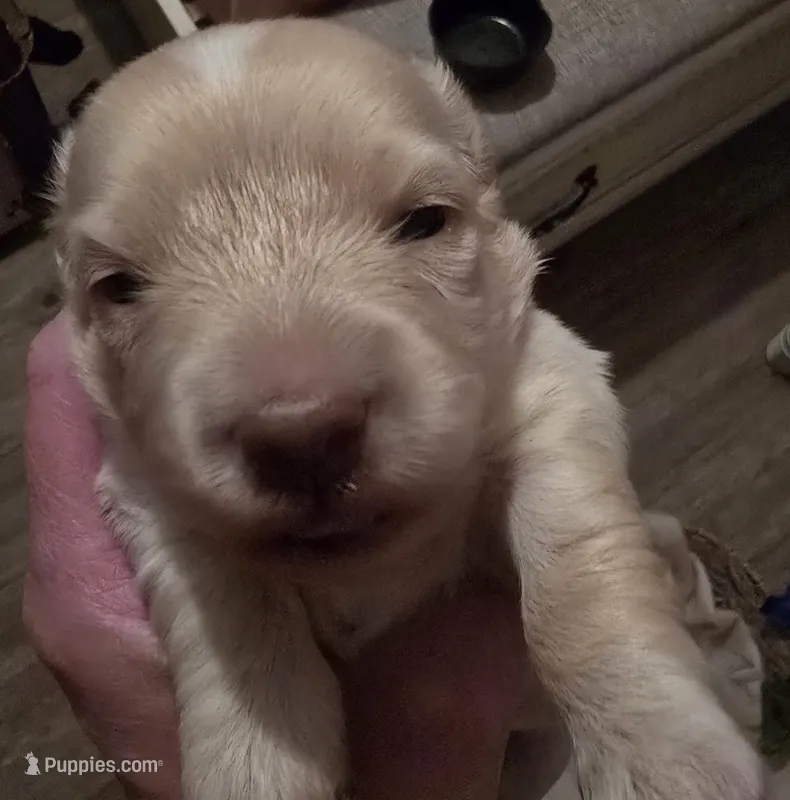 Stella's Red Boy – Miniature Dachshund puppy for sale in Norris City, IL