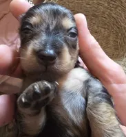 Dapple girl 2, a female Miniature Dachshund for sale in Norris City, IL – 1 of 4