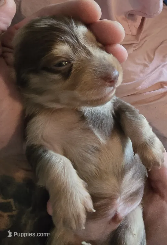 Chocolate dapple boy – Miniature Dachshund puppy for sale in Norris City, IL