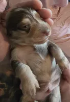 Chocolate dapple boy, a male Miniature Dachshund for sale in Norris City, IL – 1 of 5