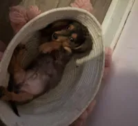 Dapple boy 1, a male Miniature Dachshund for sale in Norris City, IL – 2 of 4