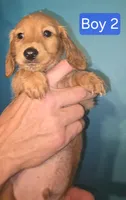 Boy 2, a male Miniature Dachshund for sale in Norris City, IL – 3 of 4