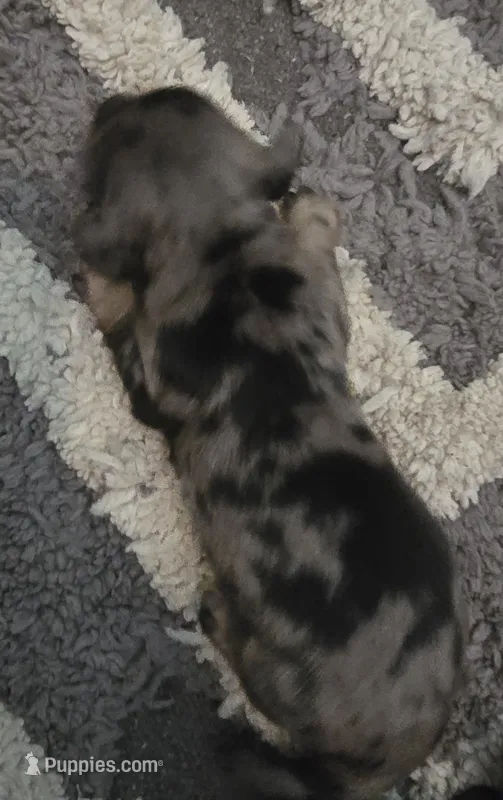 Dapple girl 2 – Miniature Dachshund puppy for sale in Norris City, IL