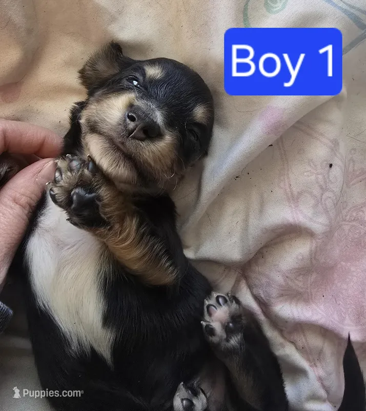Black and cream piebald  – Miniature Dachshund puppy for sale in Norris City, IL