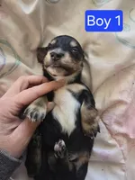 Black and cream piebald , a male Miniature Dachshund for sale in Norris City, IL – Photo 3 of 3