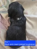 Black and cream piebald , a male Miniature Dachshund for sale in Norris City, IL – Photo 2 of 3