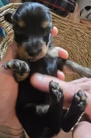 Black and tan, a female Miniature Dachshund for sale in Norris City, IL – 2 of 5