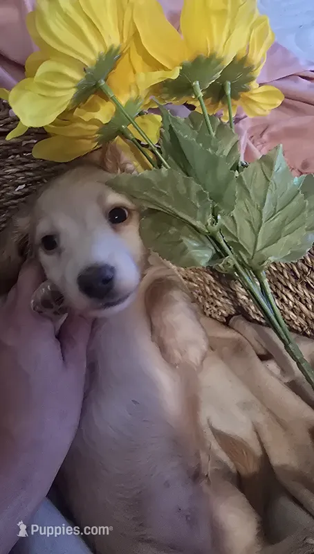 Stella's Red Boy – Miniature Dachshund puppy for sale in Norris City, IL