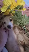 Stella's Red Boy, a male Miniature Dachshund for sale in Norris City, IL – 1 of 8