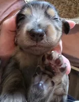 Dapple girl 1, a female Miniature Dachshund for sale in Norris City, IL – 1 of 4