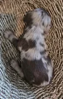 Chocolate dapple boy, a male Miniature Dachshund for sale in Norris City, IL – 5 of 5