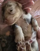 Chocolate dapple boy, a male Miniature Dachshund for sale in Norris City, IL – 2 of 5