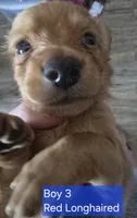 Boy 3, a female Miniature Dachshund for sale in Norris City, IL – 2 of 2