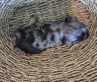 Dapple girl 2, a female Miniature Dachshund for sale in Norris City, IL – 4 of 4