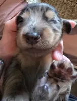 Dapple girl 1, a female Miniature Dachshund for sale in Norris City, IL – 3 of 4