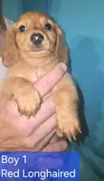 Boy 1, a female Miniature Dachshund for sale in Norris City, IL – 2 of 4