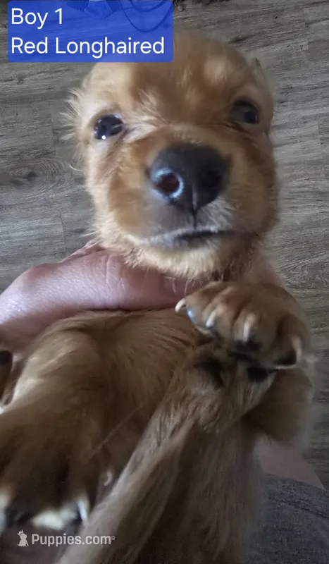 Boy 1 – Miniature Dachshund puppy for sale in Norris City, IL