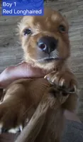 Boy 1, a male Miniature Dachshund for sale in Norris City, IL – 1 of 2