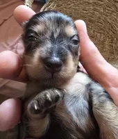 Dapple girl 2, a female Miniature Dachshund for sale in Norris City, IL – 3 of 4
