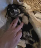 Lady's Black and cream piebald , a female Miniature Dachshund for sale in Norris City, IL – 4 of 6