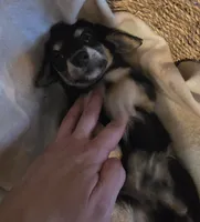 Lady's Black and cream piebald , a female Miniature Dachshund for sale in Norris City, IL – 5 of 6