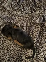 Dapple boy 1, a male Miniature Dachshund for sale in Norris City, IL – 4 of 4