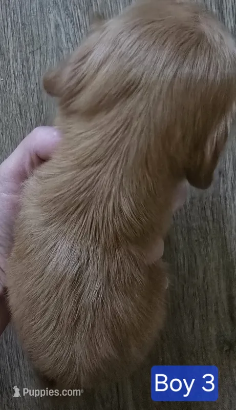 Boy 3 – Miniature Dachshund puppy for sale in Norris City, IL