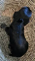 Black and tan, a female Miniature Dachshund for sale in Norris City, IL – 5 of 5
