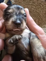 Dapple girl 2, a female Miniature Dachshund for sale in Norris City, IL – 2 of 4