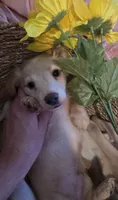Stella's Red Boy, a male Miniature Dachshund for sale in Norris City, IL – 3 of 8