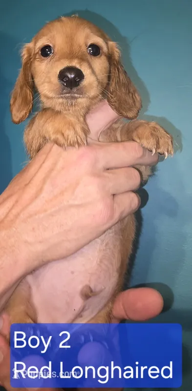 Boy 2 – Miniature Dachshund puppy for sale in Norris City, IL