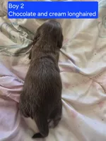 Chocolate and cream , a male Miniature Dachshund for sale in Norris City, IL – Photo 3 of 3