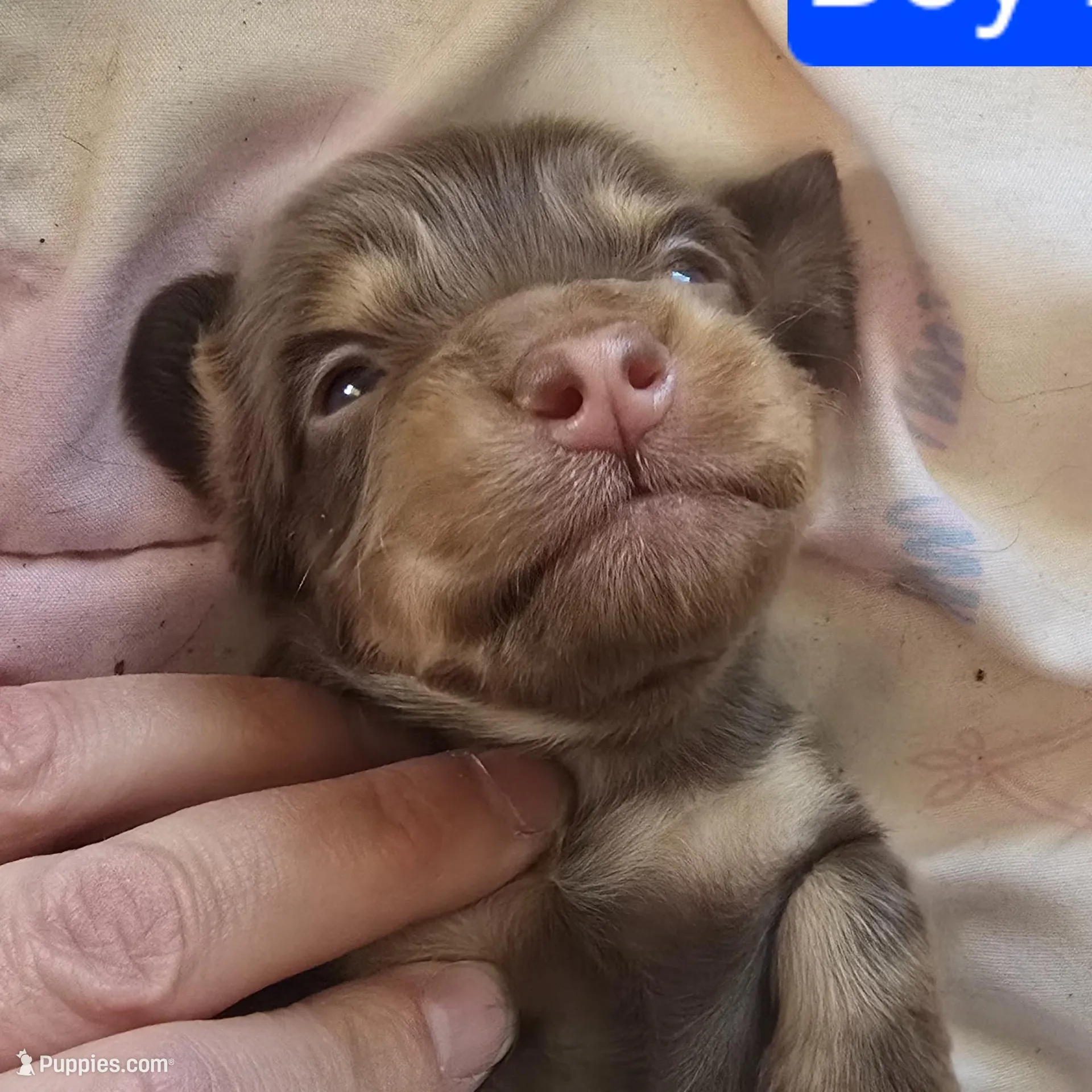 Chocolate and cream  – Miniature Dachshund puppy for sale in Norris City, IL