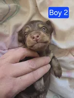 Chocolate and cream , a male Miniature Dachshund for sale in Norris City, IL – Photo 2 of 3