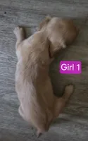 Red Girl, a female Miniature Dachshund for sale in Norris City, IL – 2 of 2