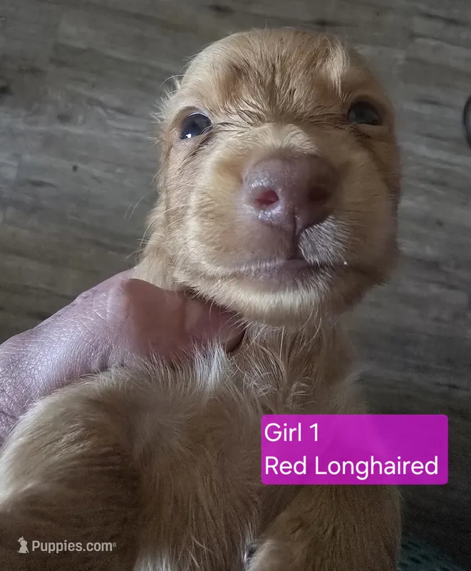 Red Girl – Miniature Dachshund puppy for sale in Norris City, IL